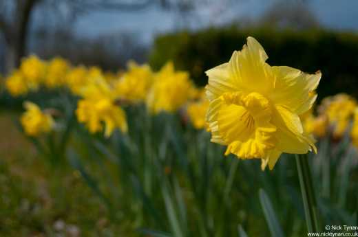 Daffodil - Bon Abri, Puymangou, Dordogne, France